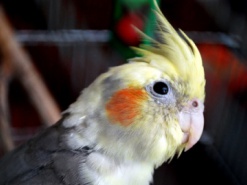 Попугай взорвал интернет своей «песней» в стиле dubstep