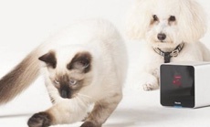 Украинский стартап Petcube привлек еще $10 млн инвестиций