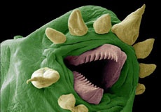 Черви-вымогатели нового поколения будут прицельно атаковать компании