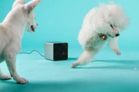 Украинский стартап установил рекорд, собрав $100 тыс. за неделю