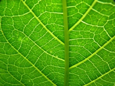 Листья вдохновили учёных на создание более эффективных аккумуляторов