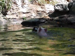 Видео про спасенного поросенком козленка оказалось постановочным