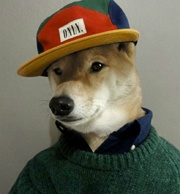 Самый стильный пёс в мире покорил Интернет