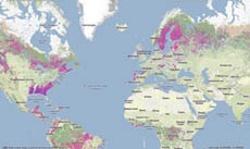 Ученые будут следить за состоянием лесов по Google Earth