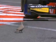 Новий хіт YouTube: голуб зробив сальто під колесами боліда Формули-1