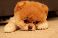 Рокки и Бу – самые стильные и популярные собаки в Интернете