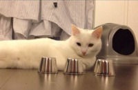 «Кот-наперсточник» покорил Интернет