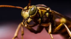 Создана более быстрая и надежная альтернатива анонимной сети Tor