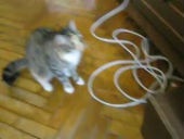 Кот атакует дисковод DVD