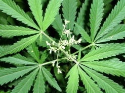 Житель Донбасса узнал из интернета, как заработать полмиллиона на конопле