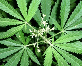 Житель Донбасса узнал из интернета, как заработать полмиллиона на конопле