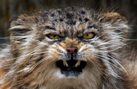 Злобный манул стал новой звездой интернета