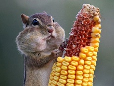 BioWare шокировала общественность, разрекламировав новую игру с помощью кукурузы