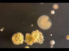 Смартфоны оказались источником биологической угрозы