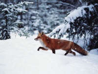 Пользователи будут делать браузеры самостоятельно