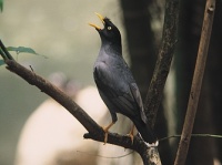 Myna –  веб-система аудиомонтажа