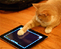 В США пройдет конкурс по разработке игр для кошек