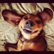 Половина пользователей Instagram сидит на Android