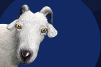 Госдума России ограничила права популярных блогеров