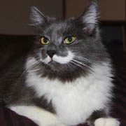 "Усатый" кот Гамильтон покоряет интернет