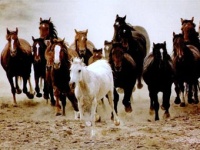 По Львову бегали беспризорные кони! Форумы недоумевают!