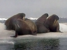 Мужчина ищет в Интернете домашнего моржа среди людей