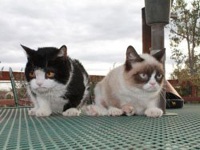 Угрюмая кошка с братиком