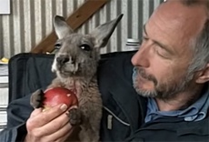 Австралия подала в суд на Apple за «сломанные» компанией смартфоны