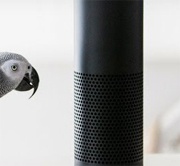 Попугай потратил $14 на Amazon, пока его хозяйка была на работе