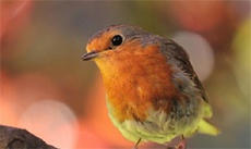 Facebook забанил картину зарянки за «сексуальное содержание»