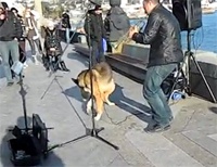 Бродячий пес "взорвал" Интернет своим пением