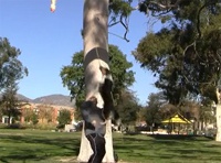 Собака-трюкач стала звездой Интернета