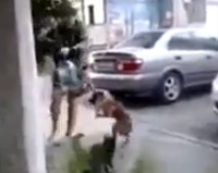 Боевой кот покоряет Интернет