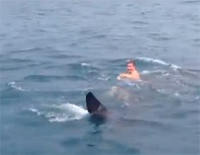 Подросток, прокатившийся на китовой акуле, стал звездой Youtube