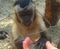 Дружелюбная обезьянка покорила Интернет