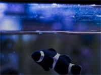 Сеть казино скомпрометировали через «умный» аквариум