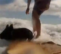 Поросёнок-серфингист стал звездой Интернета