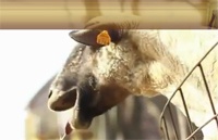 Новый интернет-мем - "Goat Edition"