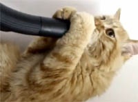 Бесстрашный кот - любитель пылесосов стал знаменитостью в сети