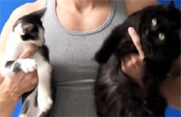 Фитнес с котами набирает популярность в Сети