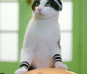 Аэробика для кошек стала хитом в Интернете