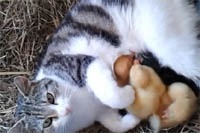 Кошка «Мать Тереза» покорила Интернет