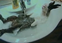 Самый довольный кролик в мире покорил Интернет