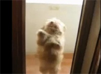 Собака покорила Интернет свои танцем