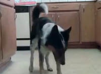 Дрессированная собака покорила Интернет