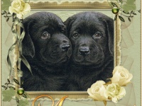 Профиль Facebook может выявить в пользователе гея