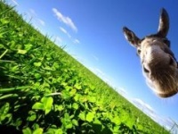 Как привлечь к себе внимание с помощью аватара?