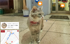 В Японии разработали сервис Cat Street View — панорамы улиц для котиков
