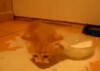 Неуклюжий рыжий котенок стал звездой Интернета