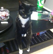 Кот, который сидит как человек, стал звездой Интернета